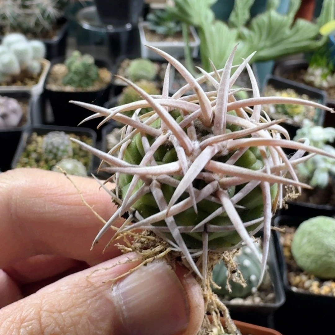 533碧岩玉脱土发货实生