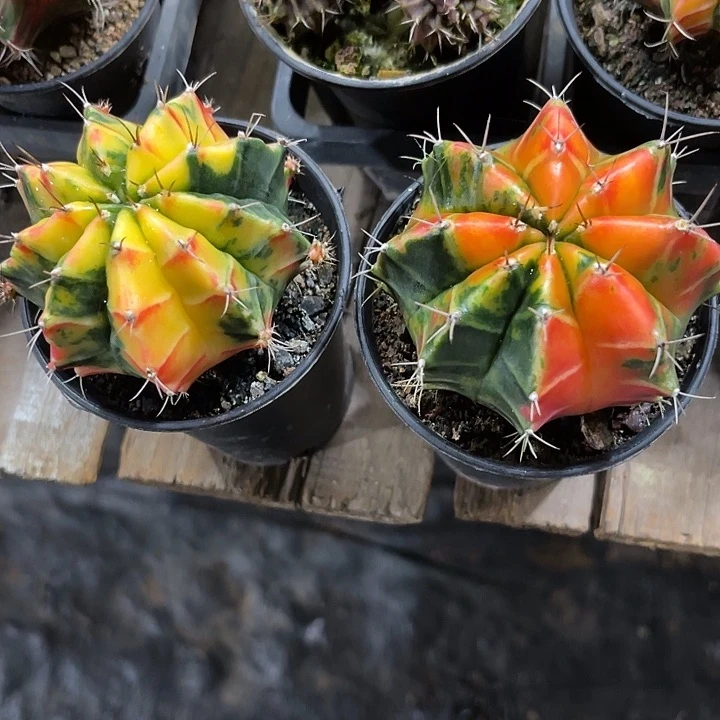 爱****叔仙人球好好看好漂亮40