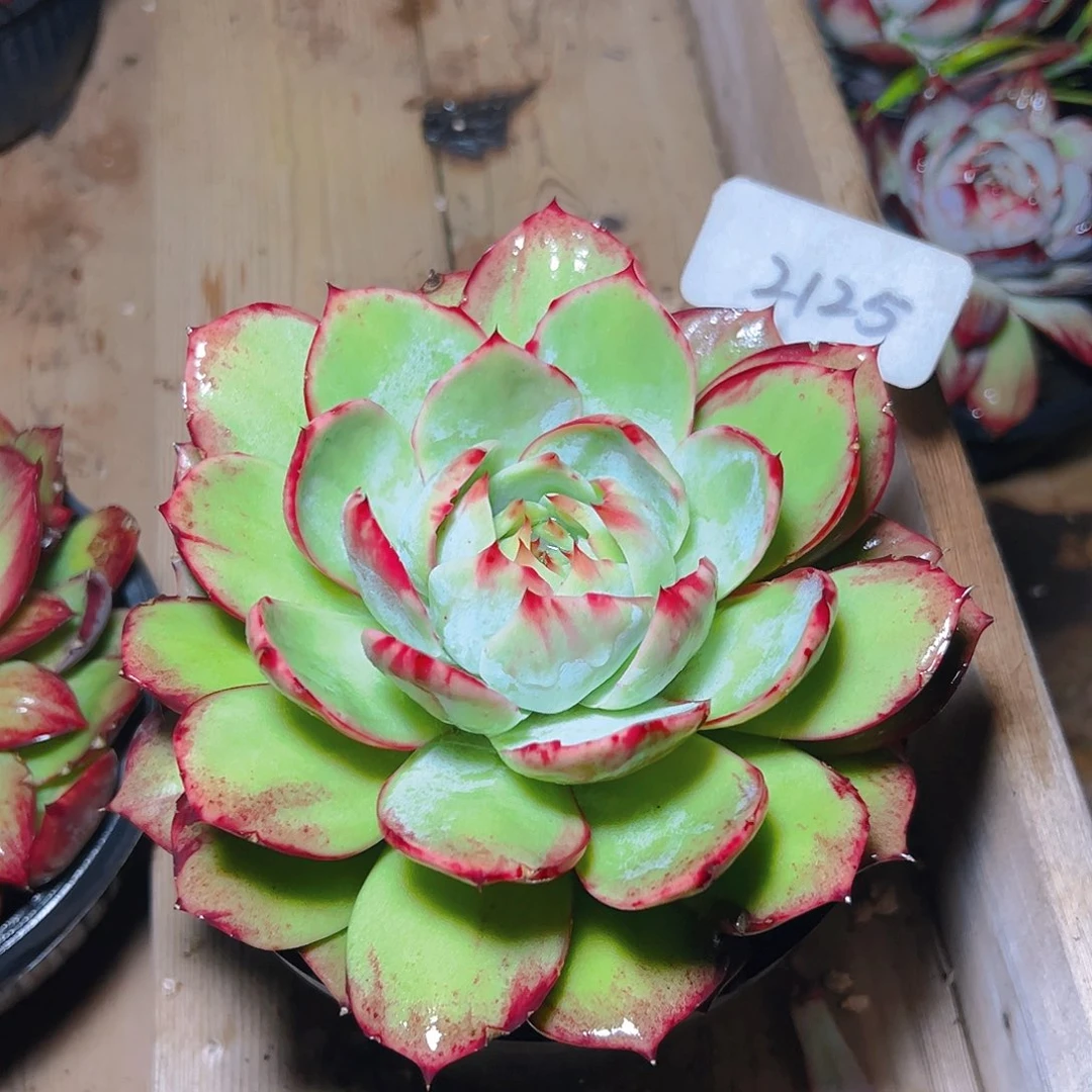 惊鸿仙子一物一拍2125号