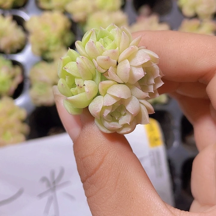 85精品麦秆2颗一组