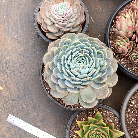 开**好美肉特价活动开始啦