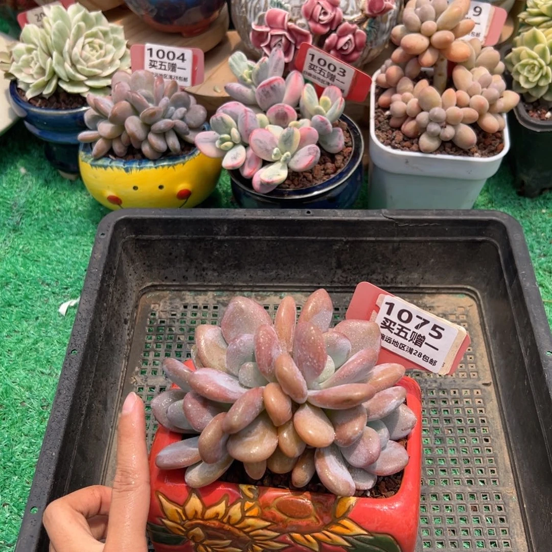 表妹精品多肉1075.