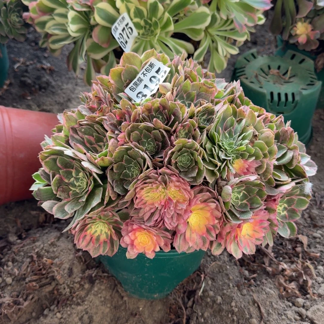 16-29法师 丘比特3195