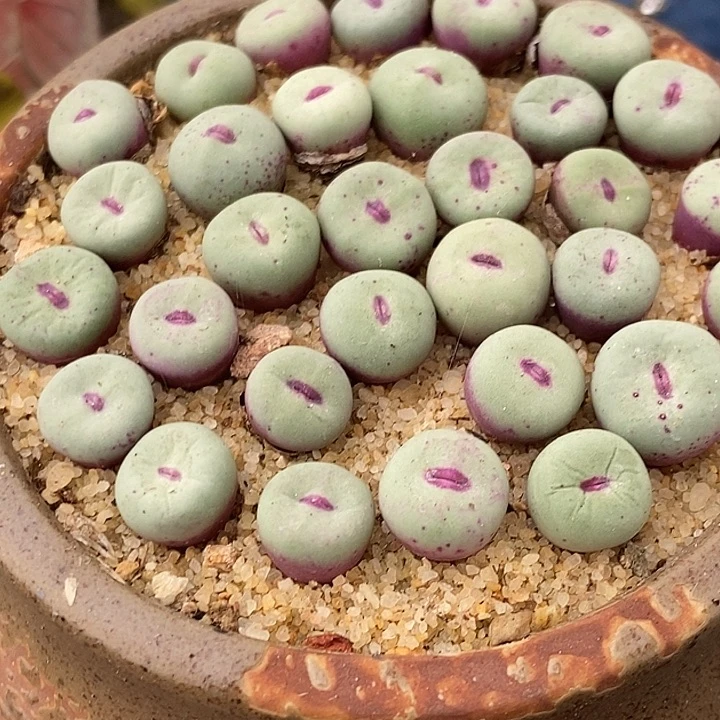 香肠嘴SE小红嘴一颗