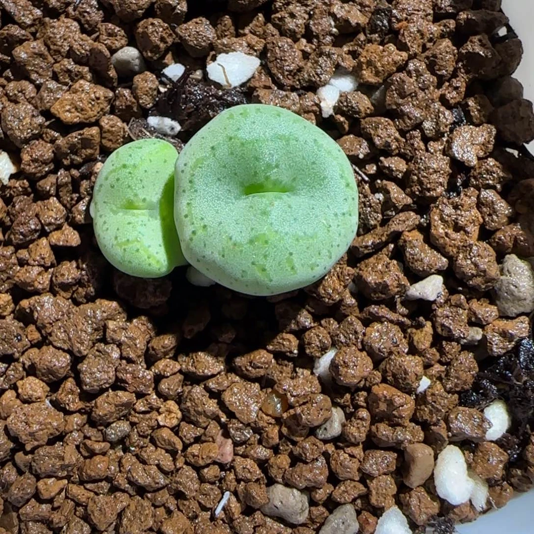 肉锥多肉植物组合-cr1475、1239