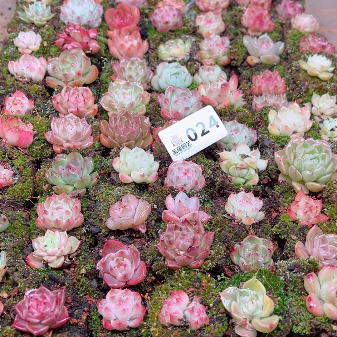 多肉植物多肉植物