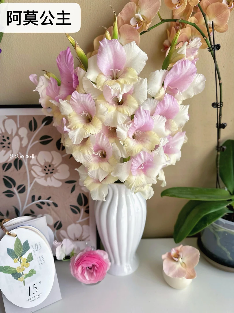 【剑兰】阿莫公主  任拍三单顺丰空运包邮鲜切花家居花店插花