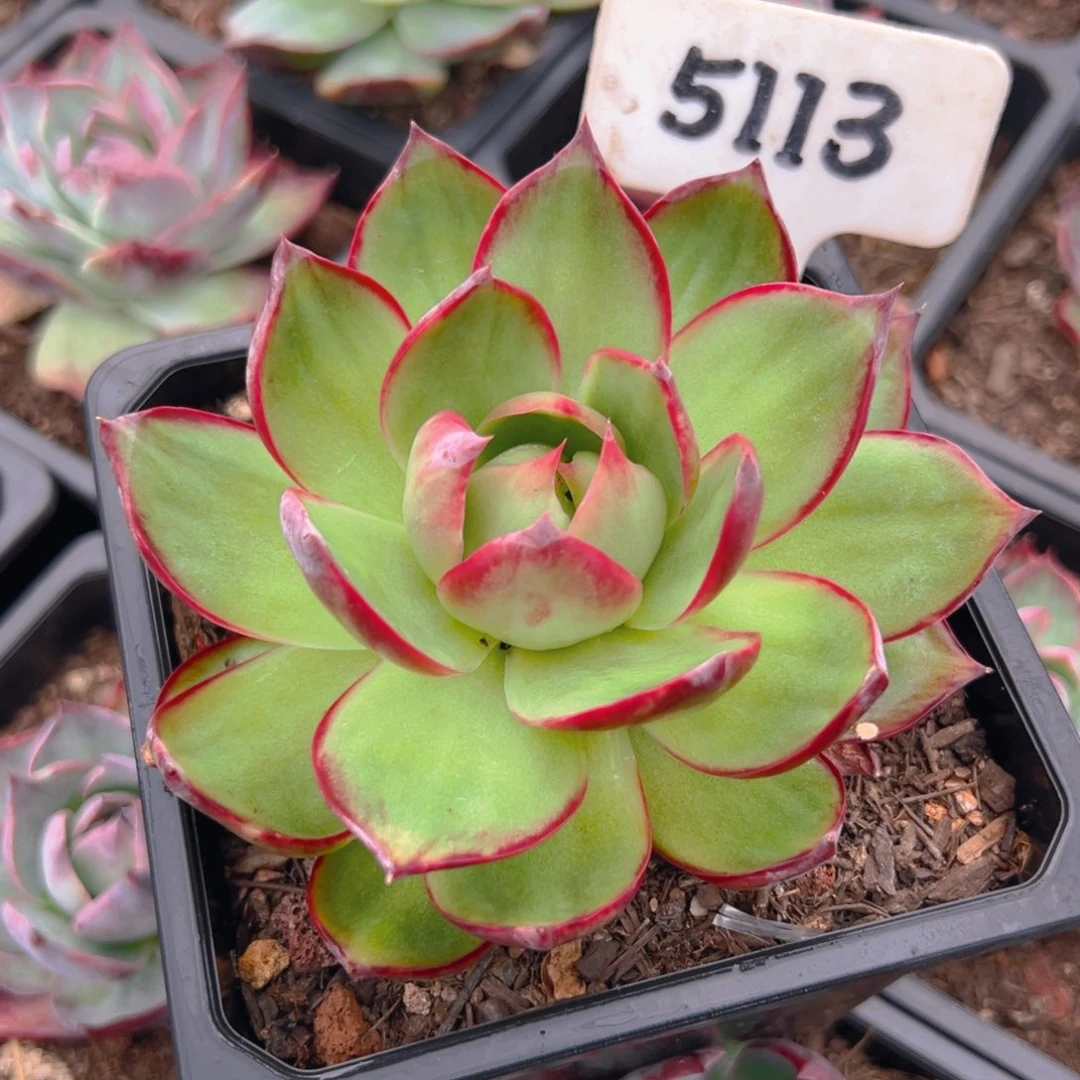 惊鸿仙子一物一拍5113号