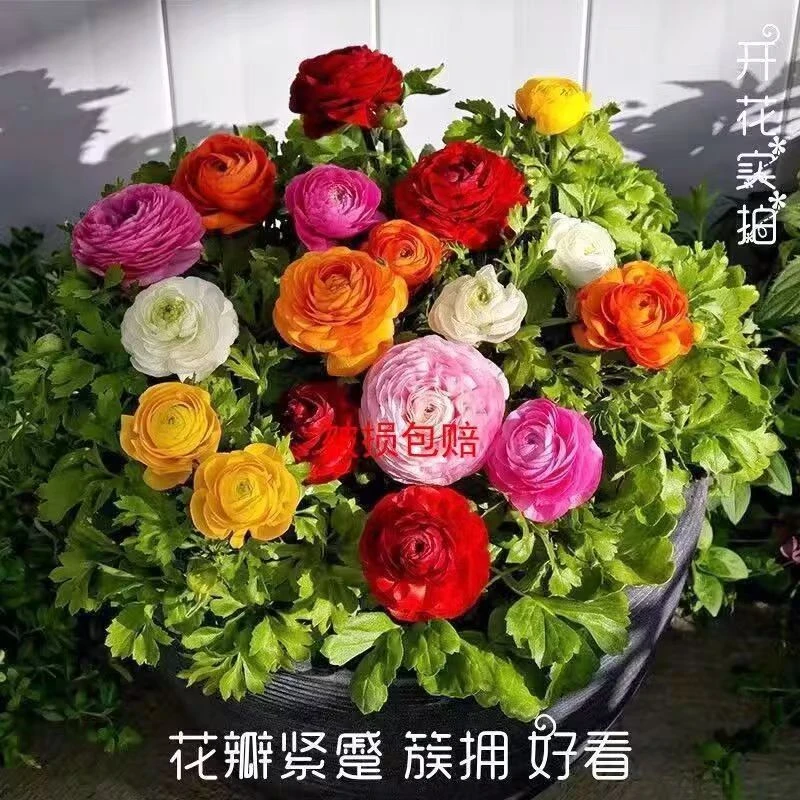 【花毛茛芹叶牡丹】重瓣洋牡丹多年生耐寒热发货四季室内花卉阳台好