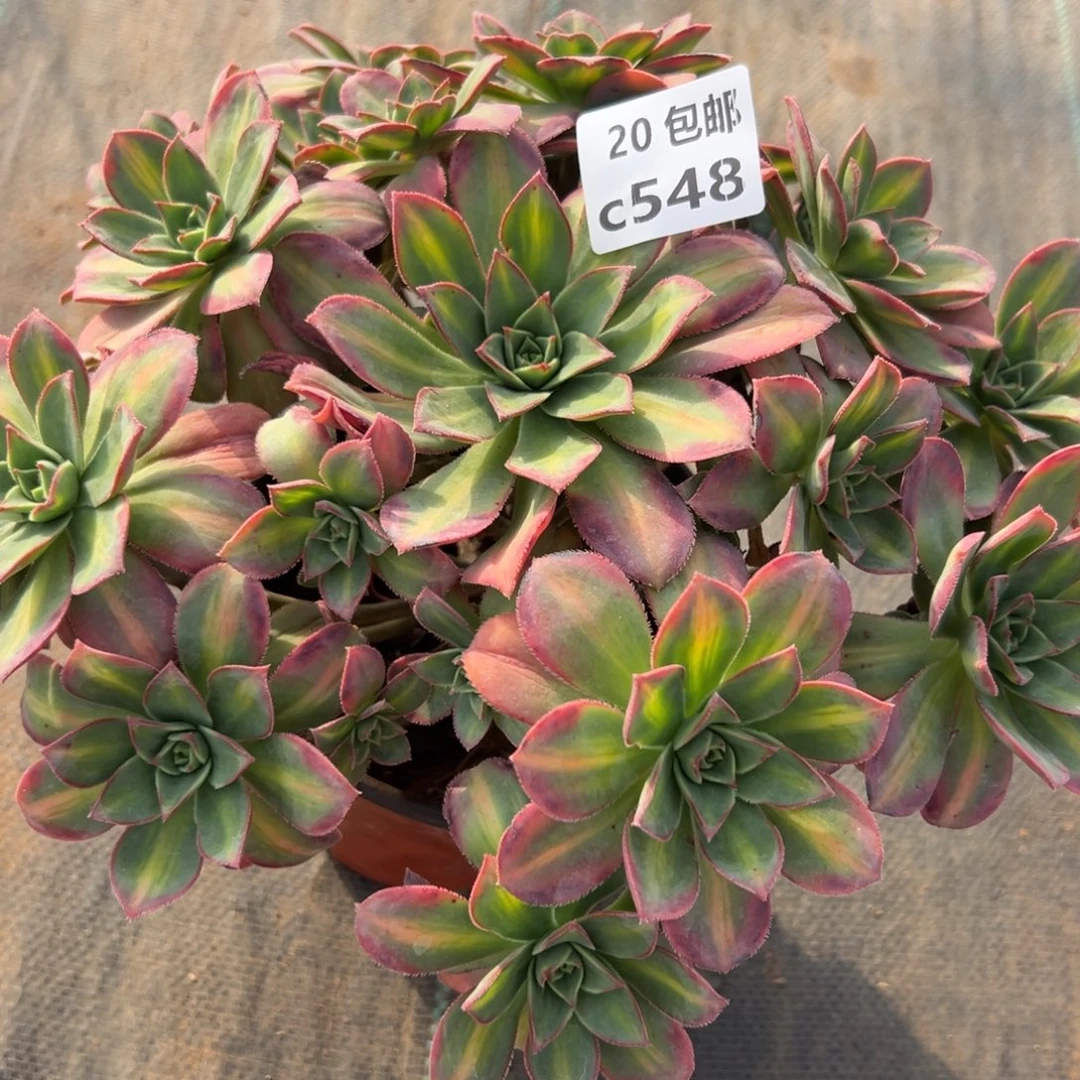 548星灿，多肉法师