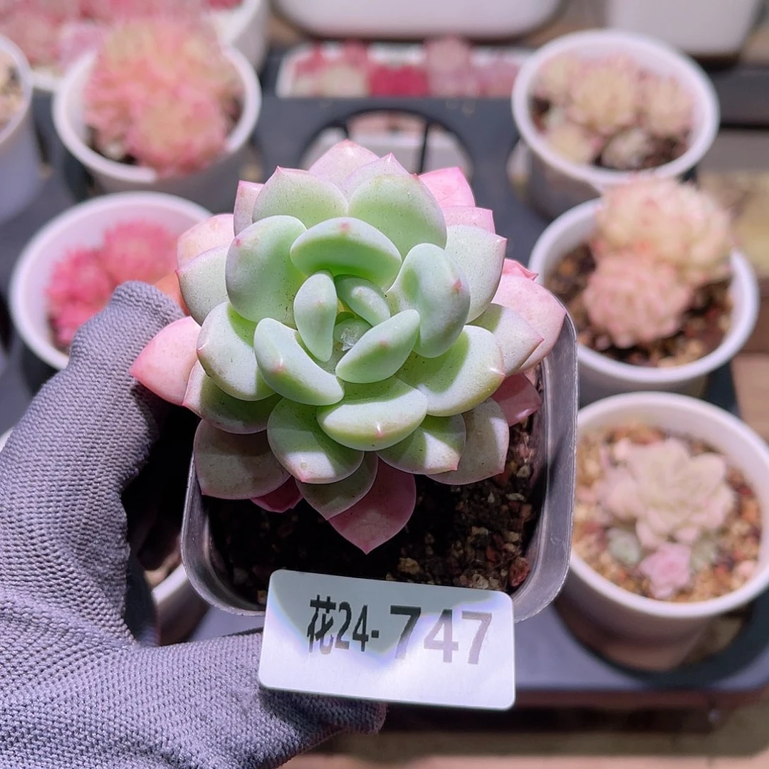 花24-747玉兔单头