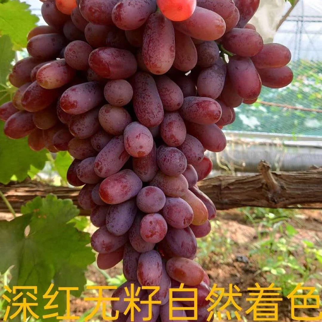深红无籽【嫁接苗】