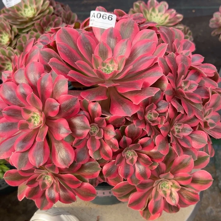 066粉女妖30厘米左右