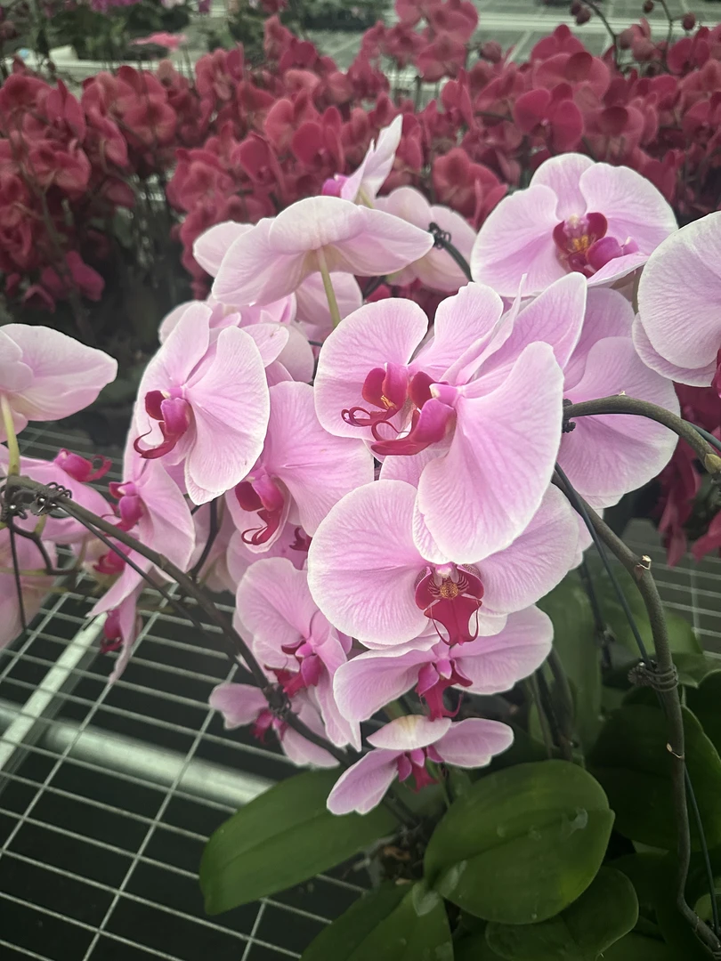 兰屿 LYSLAND【粉冠军 3.0寸】蝴蝶兰鲜花盆栽