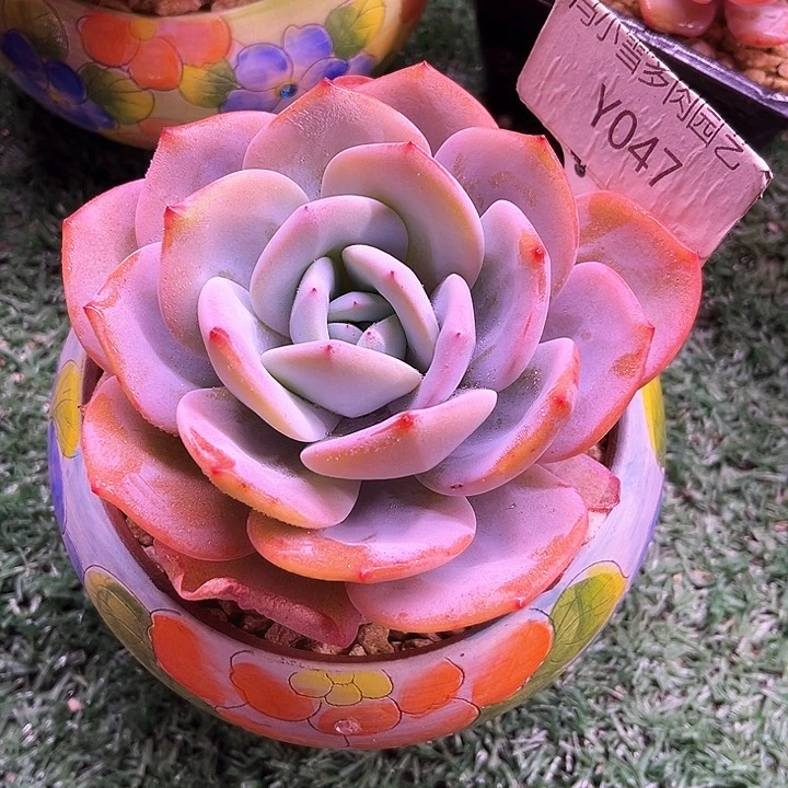 红*手我是第一百个为妖刀应援的阴阳