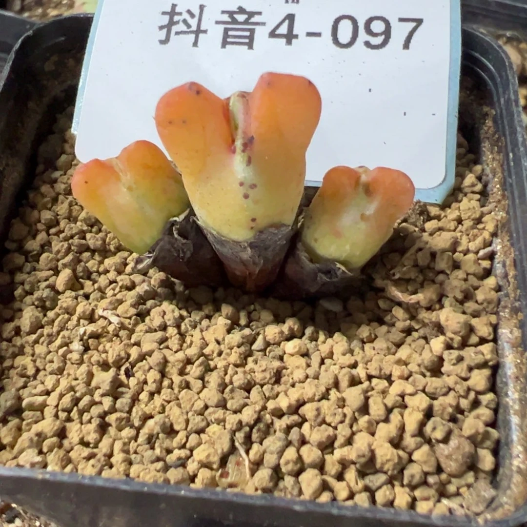 4-97果冻少将多肉植物，