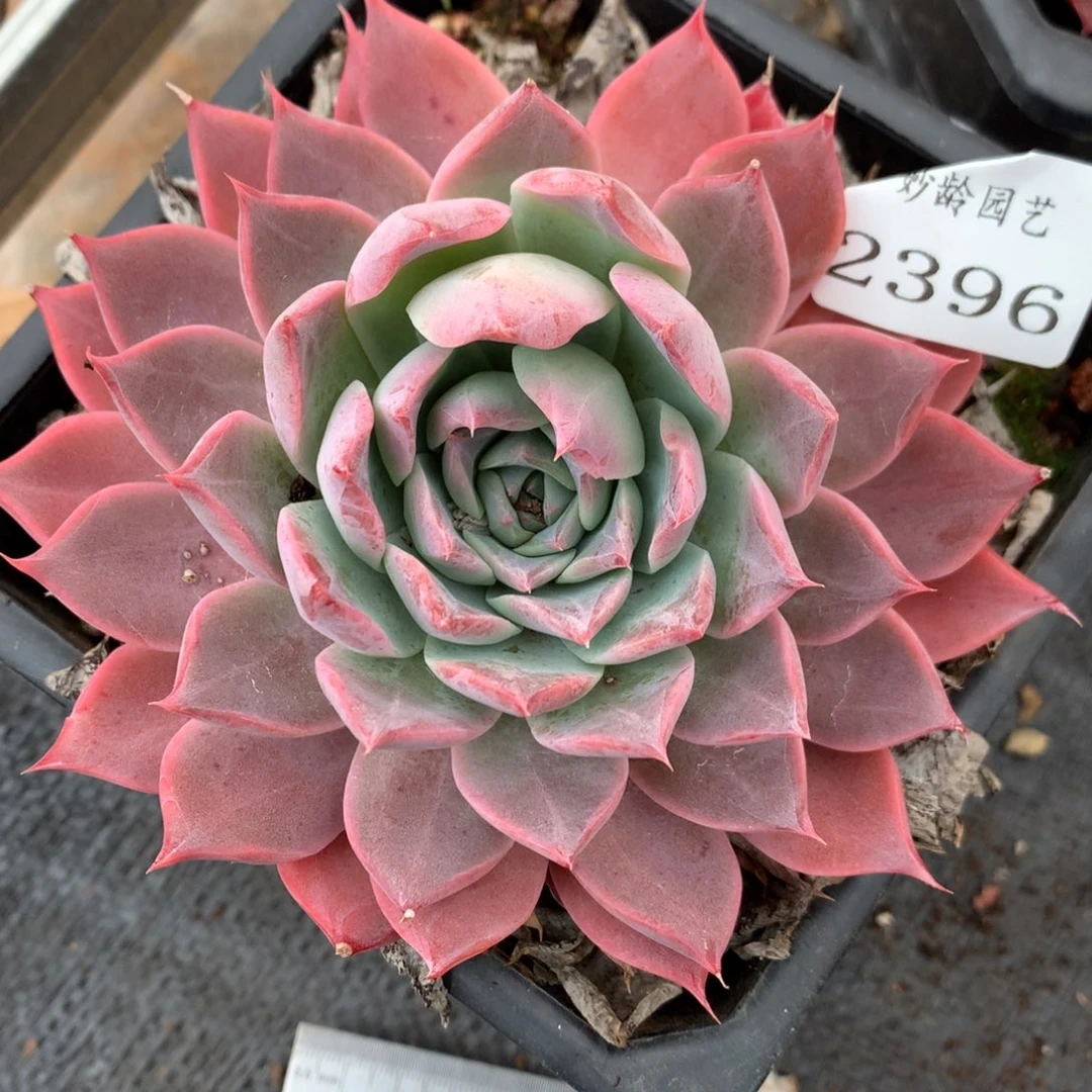 2396杂交多肉老桩