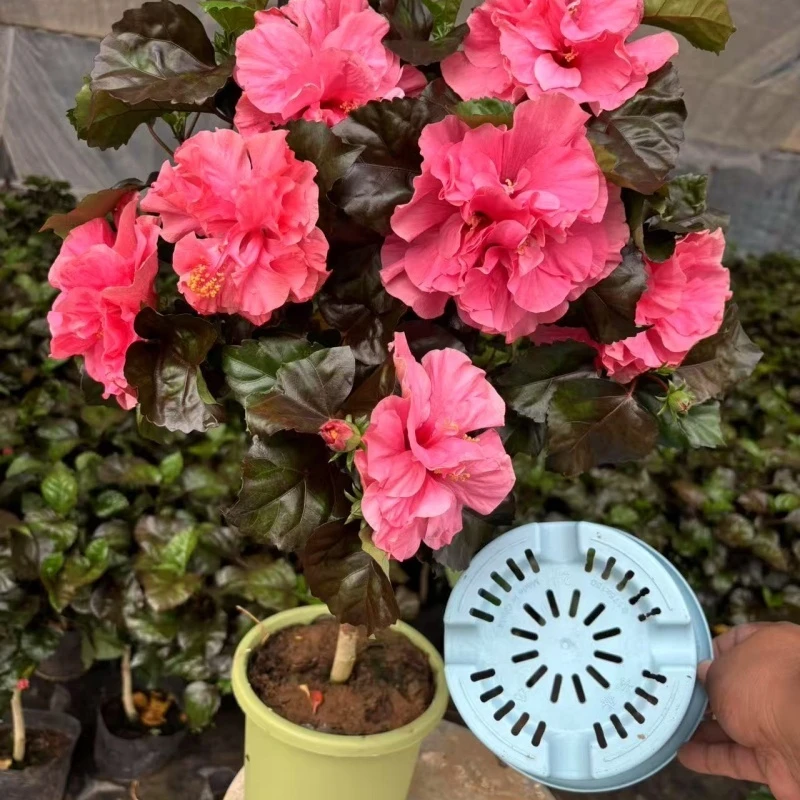 超大花贵妃粉木槿花四季开花颜色丰富阳台植物