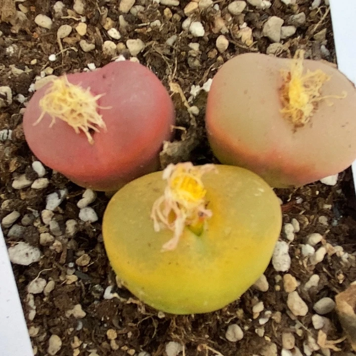 451三颗彩桃一组。