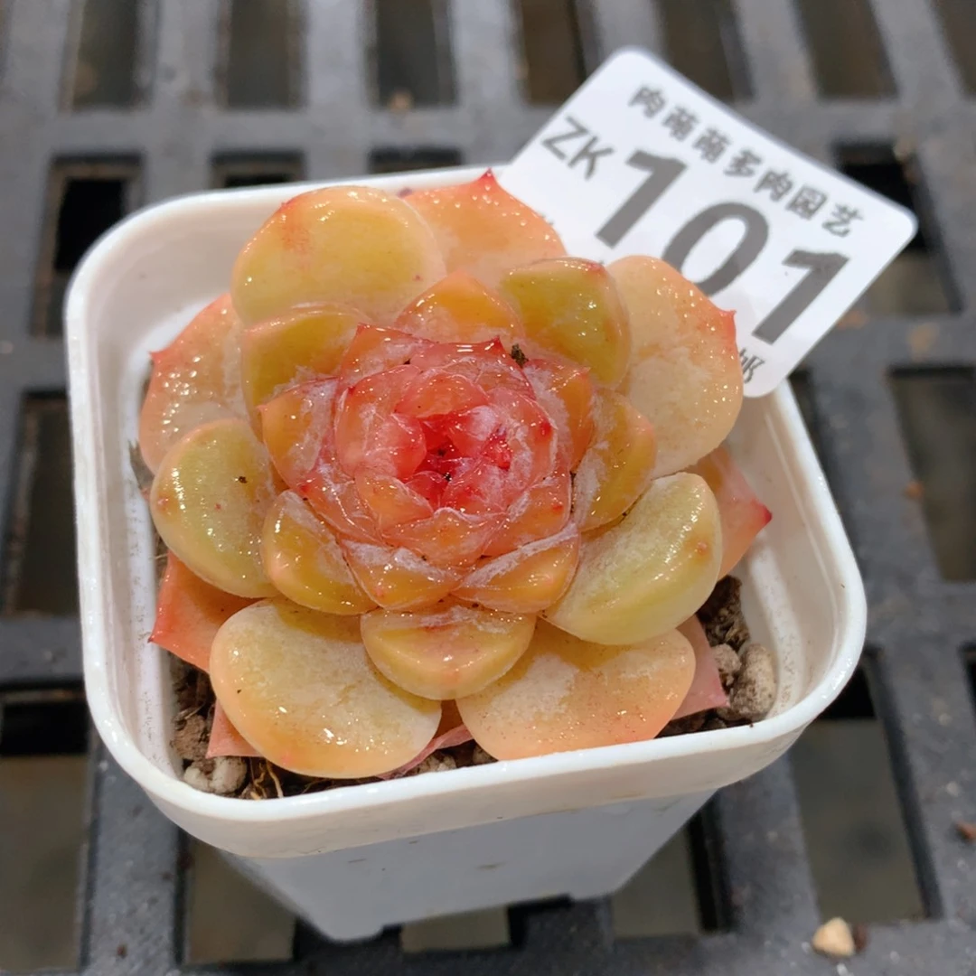 肉萌萌拇指盆精控多肉ZK101