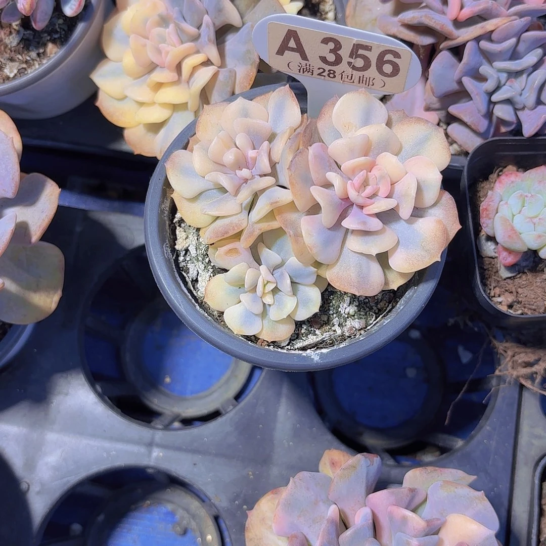 A356雪精灵覆伦锦一物一拍