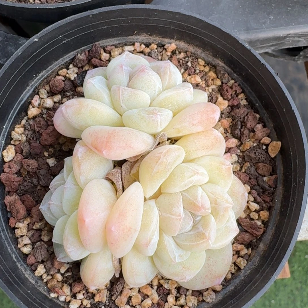 66号到手1颗，江北多肉