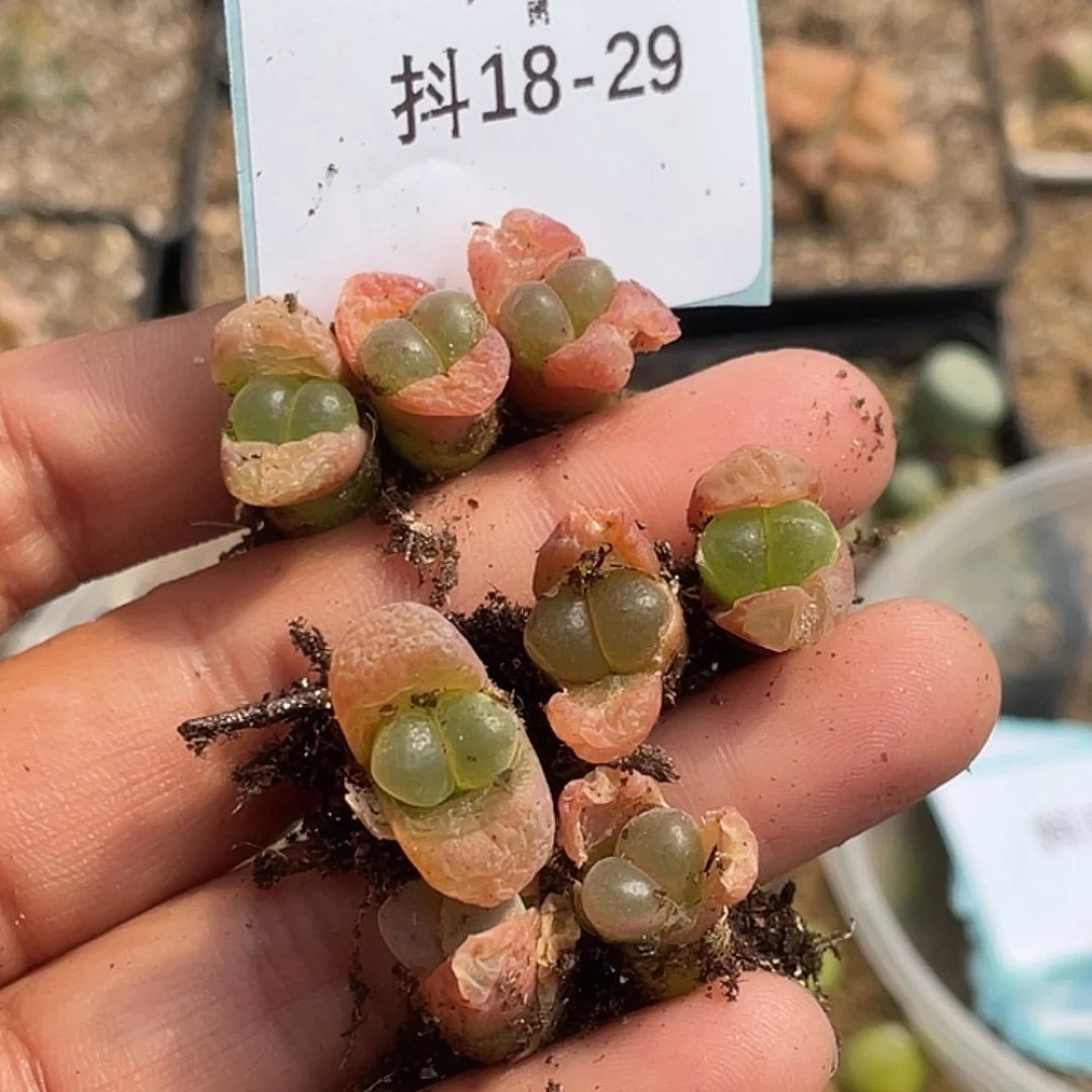 ✨**酱18-29肉锥多肉植物