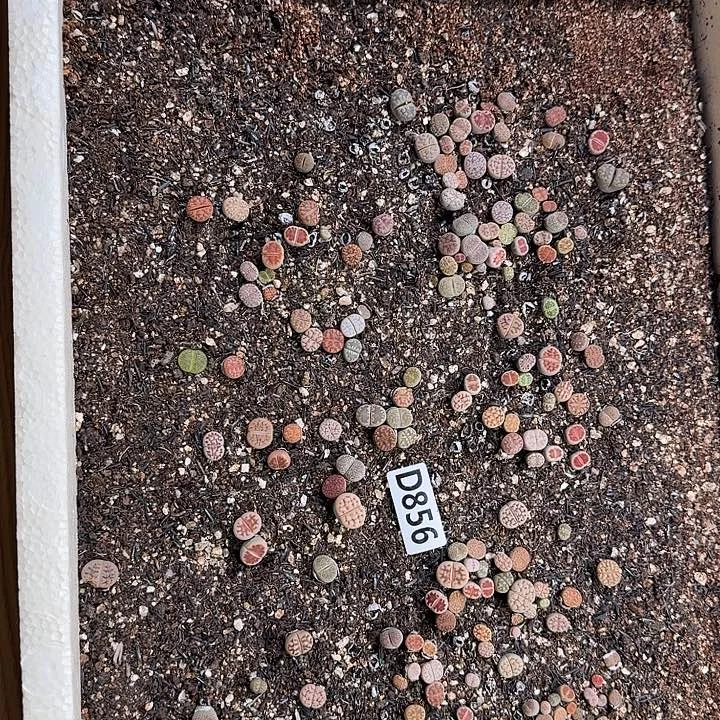 856生石花整框脱土发货