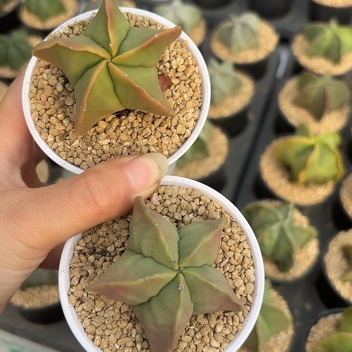 果冻鸾凤玉万象盆随机一盆