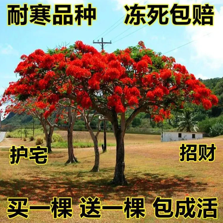 买一送一】招财树苗凤凰木蓝花楹紫花黄花风铃木门前名贵风景树 a