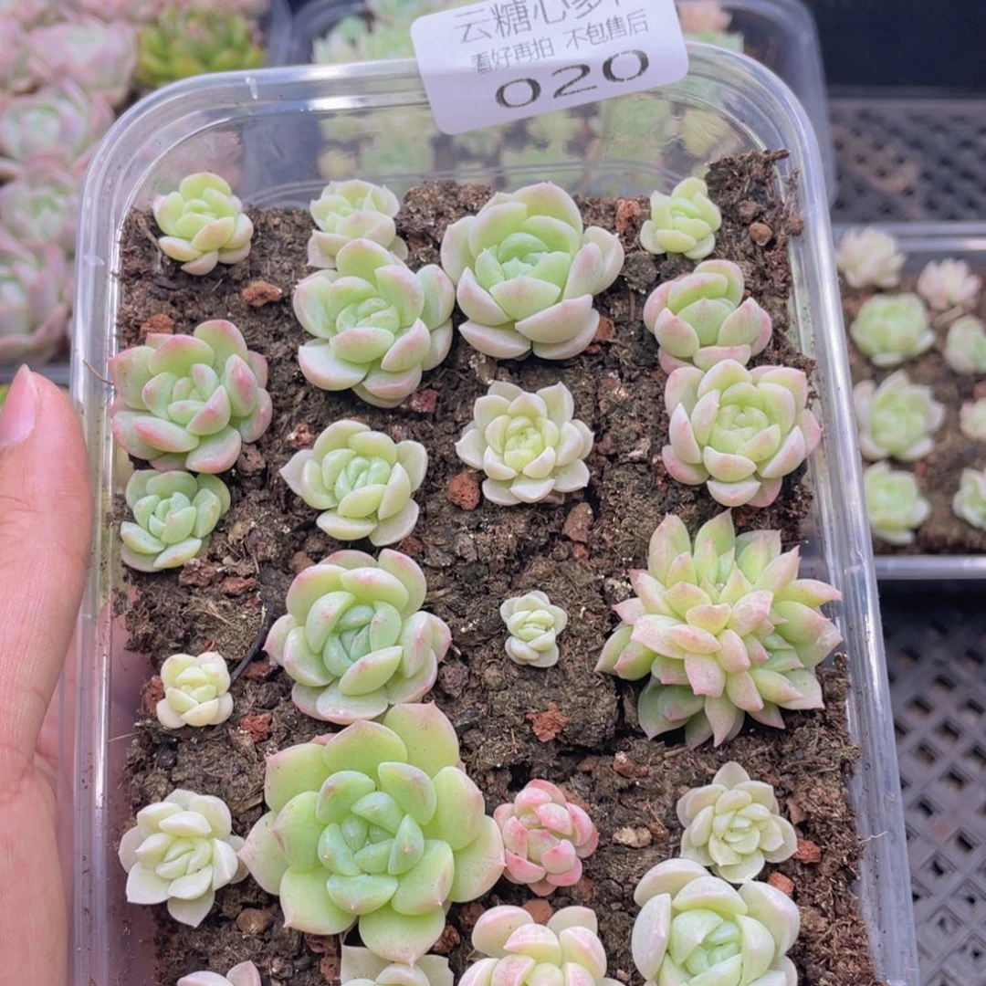 云糖心多肉植物20