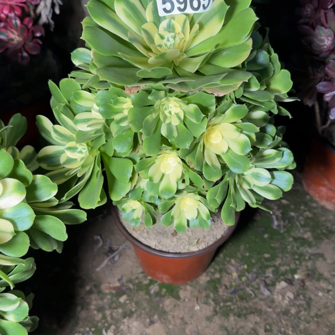 5965辛尼亚多肉植物