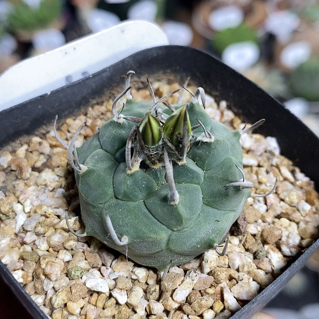 实生升云龙11号 3.3cm