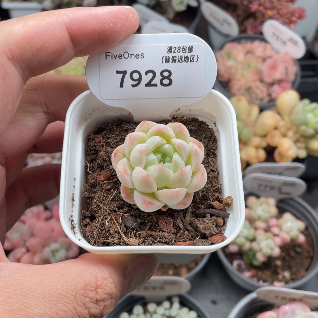 7928白桃汽水3.5厘米