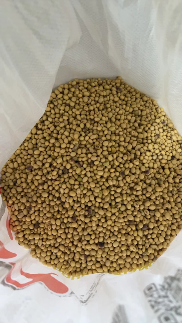 川川本地农家黄豆