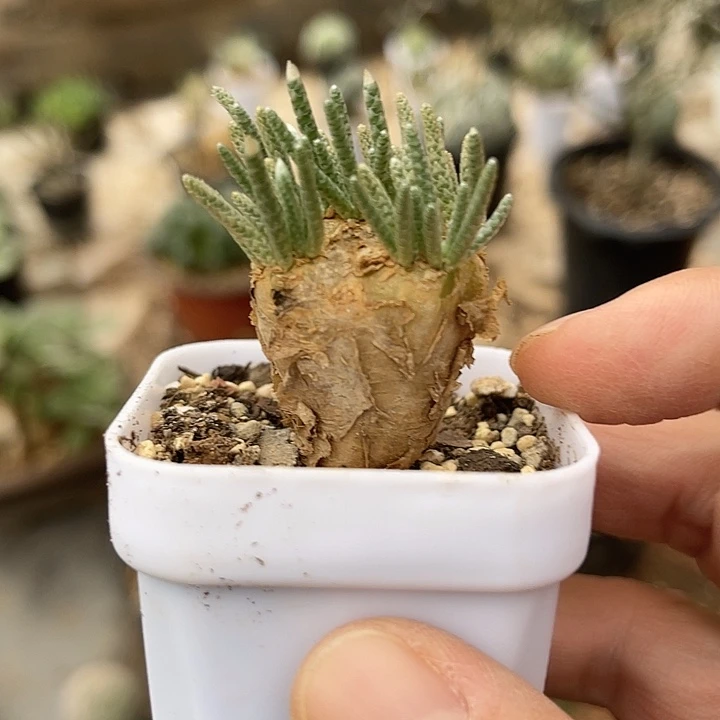 无花朵老家产地红花韧锦