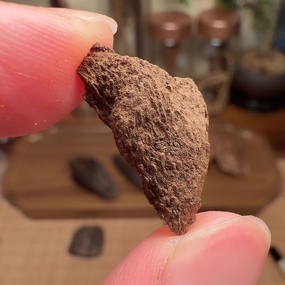沉香海南鸡母虫漏