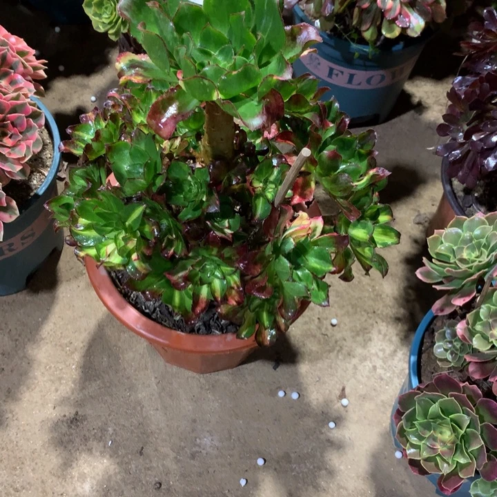 466魅影七彩多肉植物特价