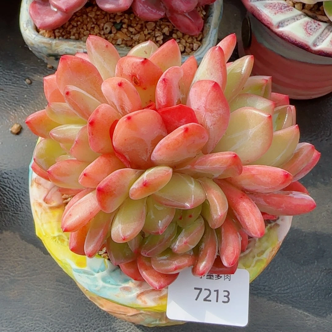 全明星，7213多肉植物