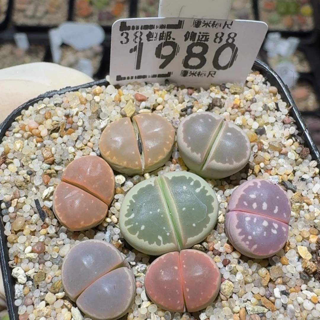 zzzz精品生石花肉锥1980