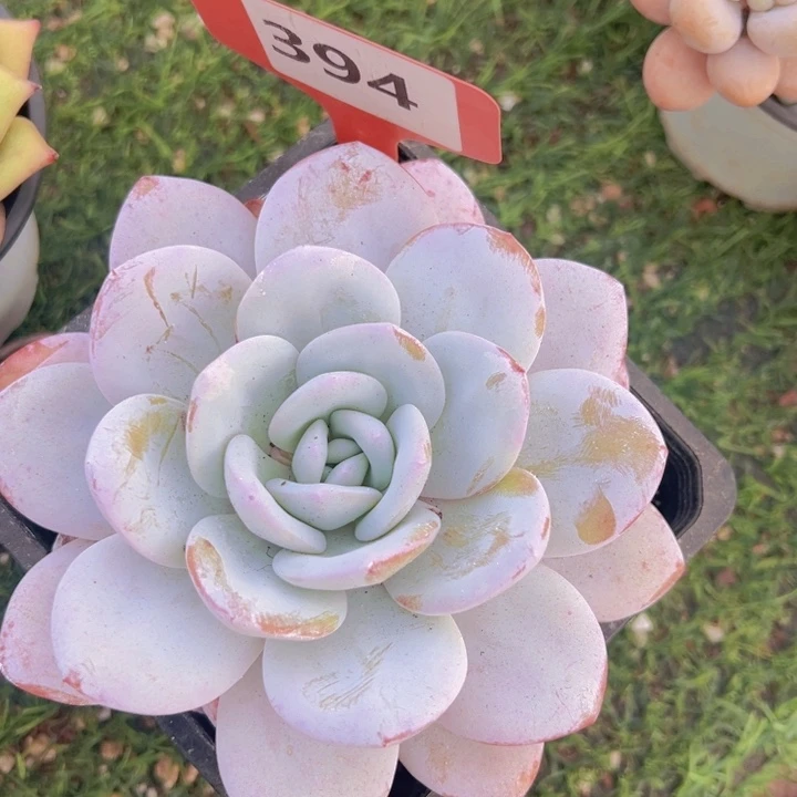 健健康康平平安安