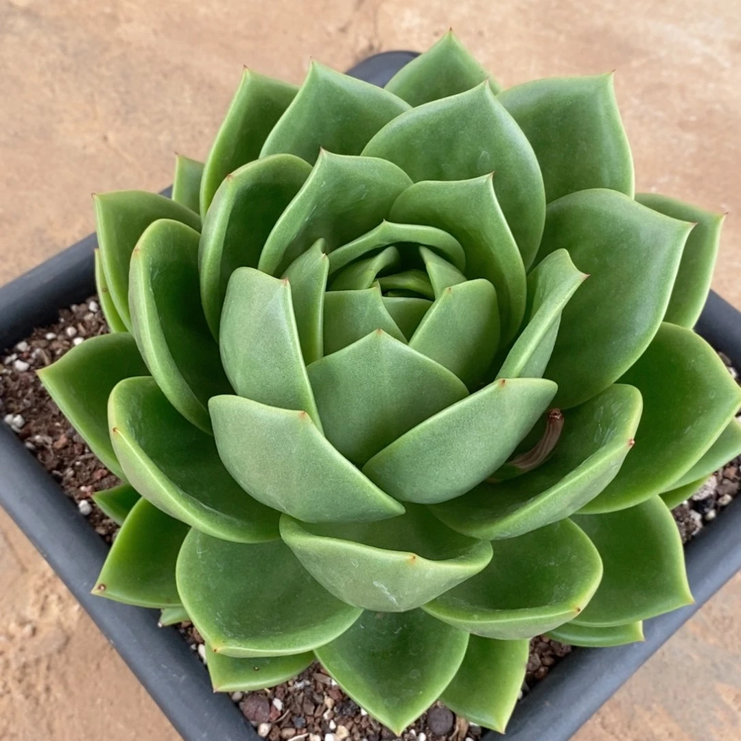 不**心福利特价翠花中号