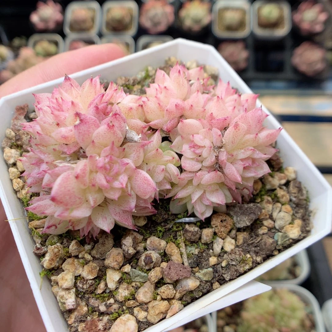 E60两群，20包邮两天凑单偏远不发货