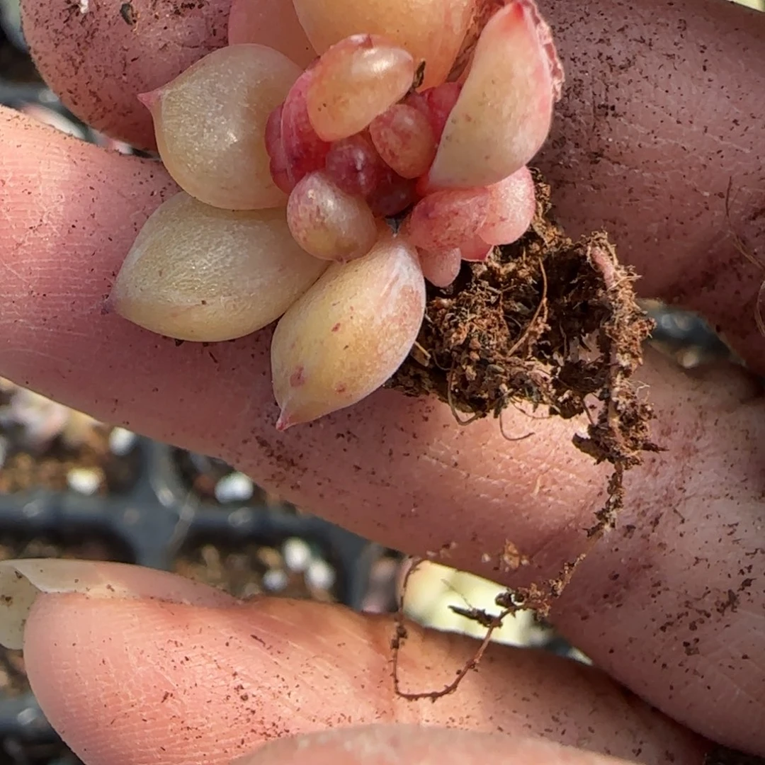 莫***空小卡拉米糖心一物一拍