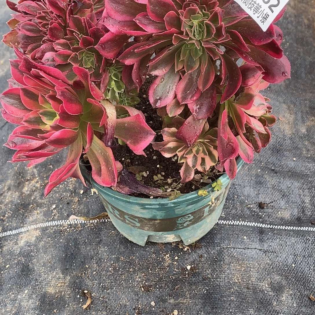 362香妃缀化多肉法师锦