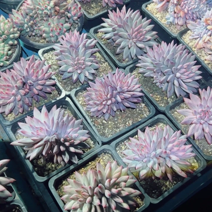 羽毛虞美人双头随机发货