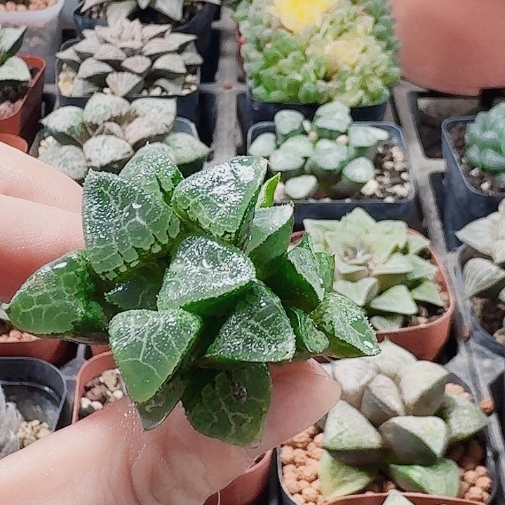 无花朵十二卷 实生寿 福利