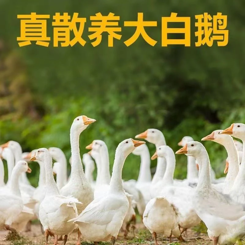 散养大白鹅净重8斤左右下单现杀真空包装