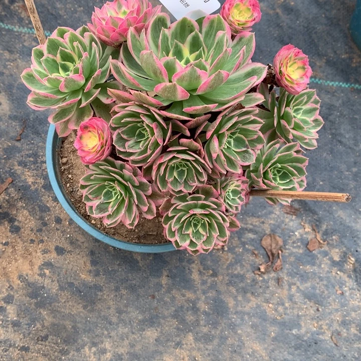 350海仙多肉植物特价