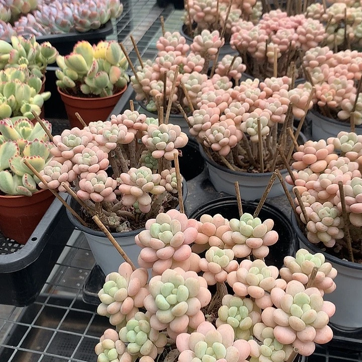 洛可可群00000000000000000